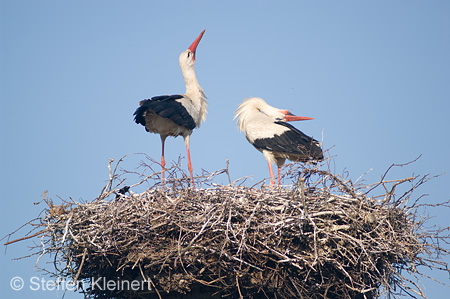 Weißstorch, Ciconia ciconia 009